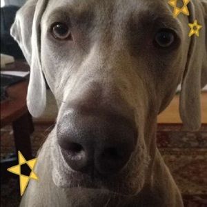 Meet your Posher, Janet